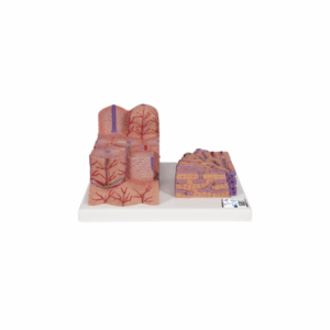 3B MICROanatomy Hígado