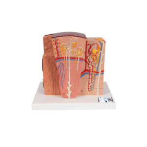 3B MICROanatomy Riñón