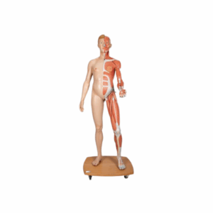 3BScientific® figura corporal completa de doble sexo, 39 partes