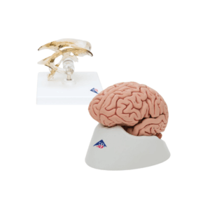 Anatomía Grupos Cerebro