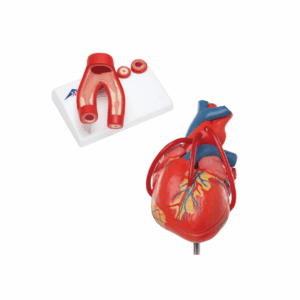 Anatomía Grupos Corazón
