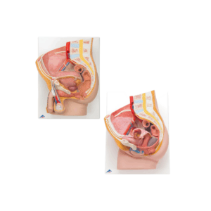 Anatomía Grupos Pelvis