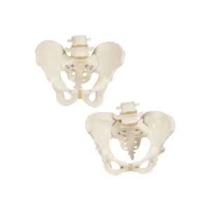 Anatomía Grupos Pelvis - Hueso