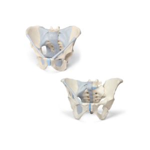 Anatomía grupos de pelvis masculina y femenina con ligamentos