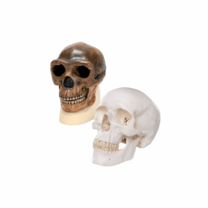 Modelos Comparación Antropología