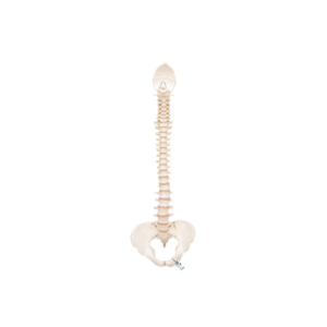BONElike Columna vertebral