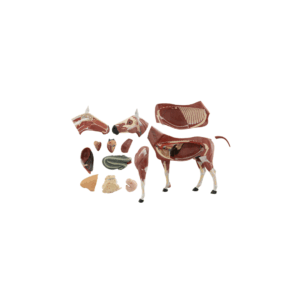 Caballo