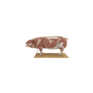 Cerdo