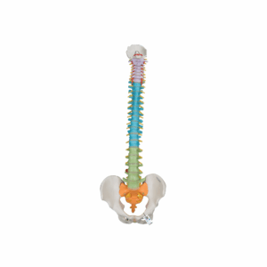 Columna didáctica flexible