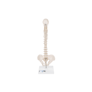 Columna vertebral miniatura, elástica, sobre soporte
