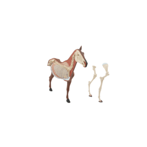 Esqueleto de caballo