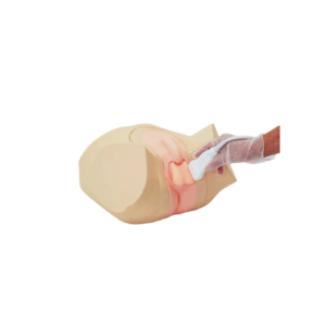 Fantoma de ecografía escrotal