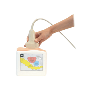 Fantoma de ecografía rectal y vesical