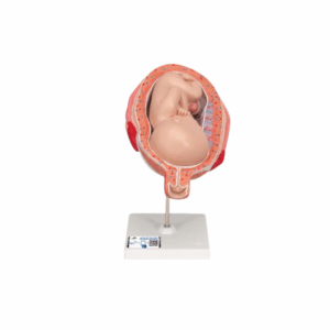 Feto 7º mes