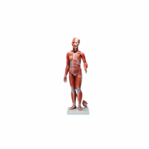Figura Completa de Doble Sexo con Músculos, con órganos internos, desmontable en 33 piezas