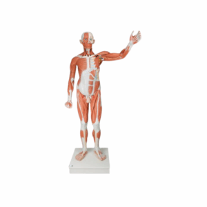 Figura muscular masculina de tamaño natural, desmontable en 37 piezas