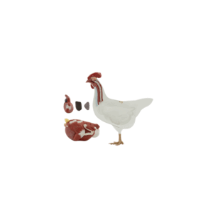 Gallina