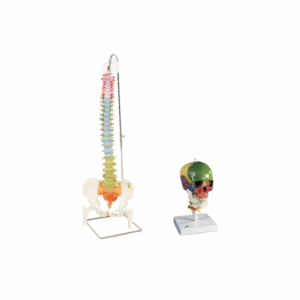 Cráneo clásico didáctico con columna cervical & Columna didáctica flexible con cabezas de fémur