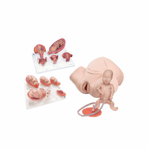 Conjunto de Laboratorio Básico para Obstetricia
