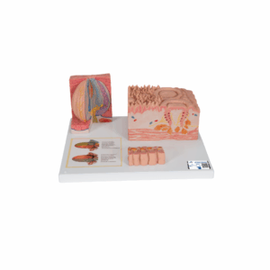 Lengua – 3B MICROanatomie
