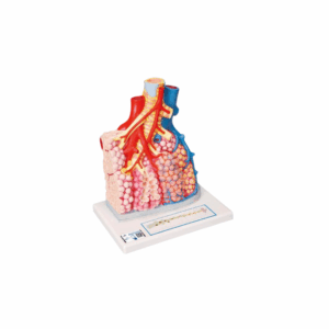 Lobulillos pulmonares y vasos sanguíneos adyacentes