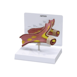 Modelo de arteria
