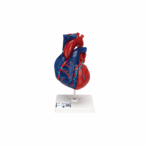 Modelo de corazón magnético, tamaño real, 5 piezas