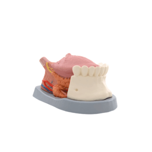 Modelo de la lengua, 4 piezas