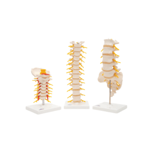 Modelos Anatomicos de Vértebras