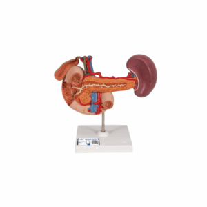 Órganos posteriores del abdomen superior