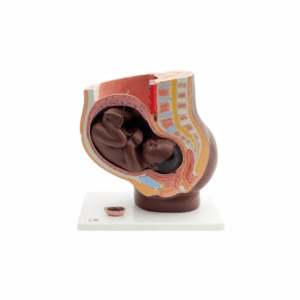 Pelvis de embarazo, 3 piezas, tono de piel oscuro