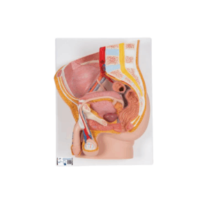 Pelvis masculina, 2 piezas