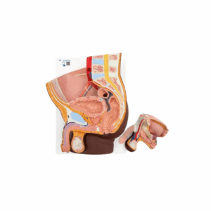 Pelvis masculina, 2 piezas, tono de piel oscuro