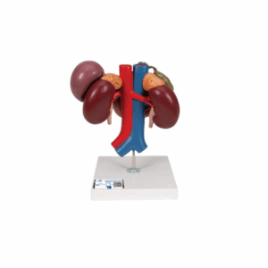 Riñones con órganos posteriores del abdomen superior