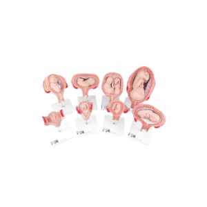 Serie 3B Scientific® de Embarazo