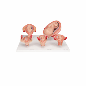 Serie 3B Scientific® de Embarazo, 5 Modelos