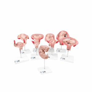 Serie de lujo de 3B Scientific® de Embarazo, 9 Modelos
