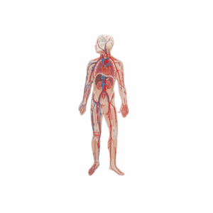 Sistema circulatorio humano