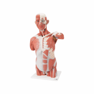 Torso con músculos, de tamaño natural, 27 partes