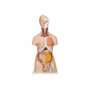 Torso de lujo de doble sexo, 20 partes