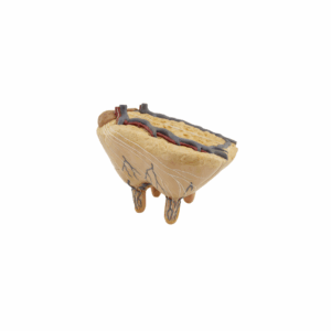 Ubre de vaca