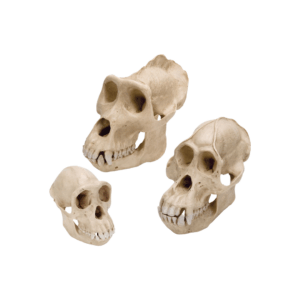 Primates Set