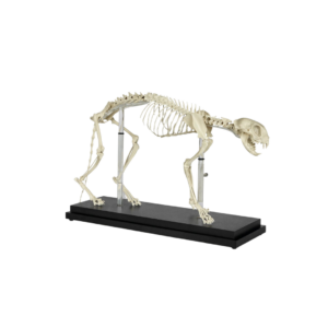 Esqueleto felino con soporte