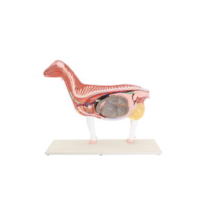 Anatomía Cabra Doméstica
