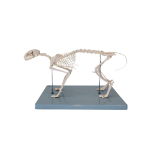 Esqueleto felino de laboratorio de anatomía