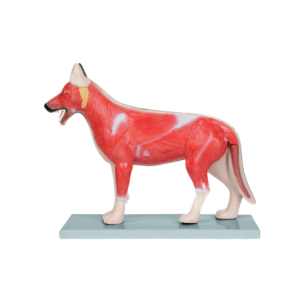 Modelo anatómico Canino