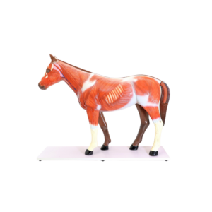 Modelo anatómico de caballo doméstico