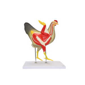 Modelo anatómico de gallus gallus domesticus