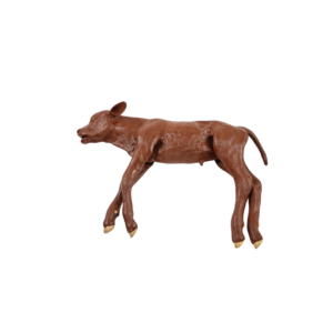 Red Angus – Simulación clínica de distocia en terneros